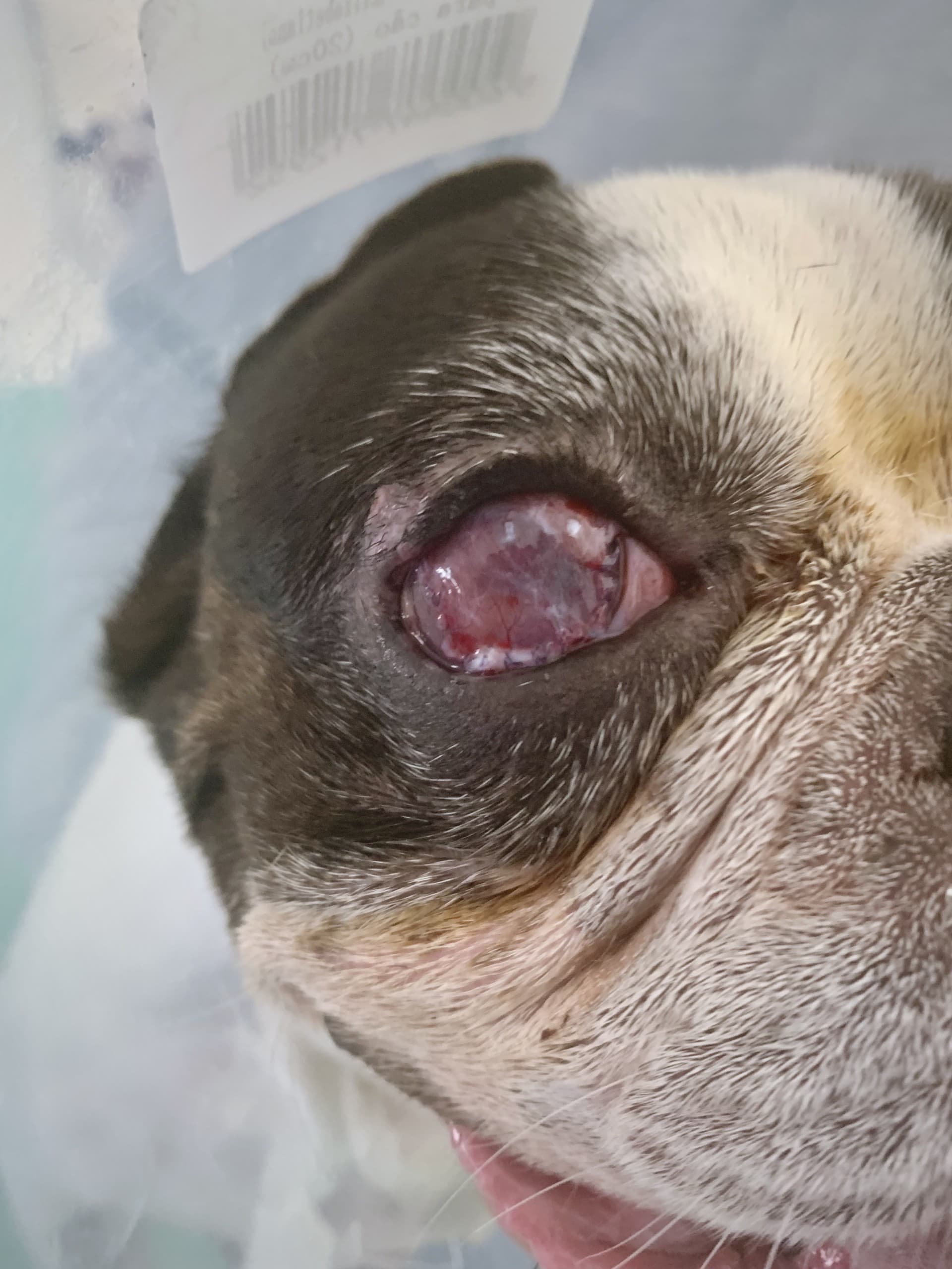 Úlcera predescemética antes de la intervención