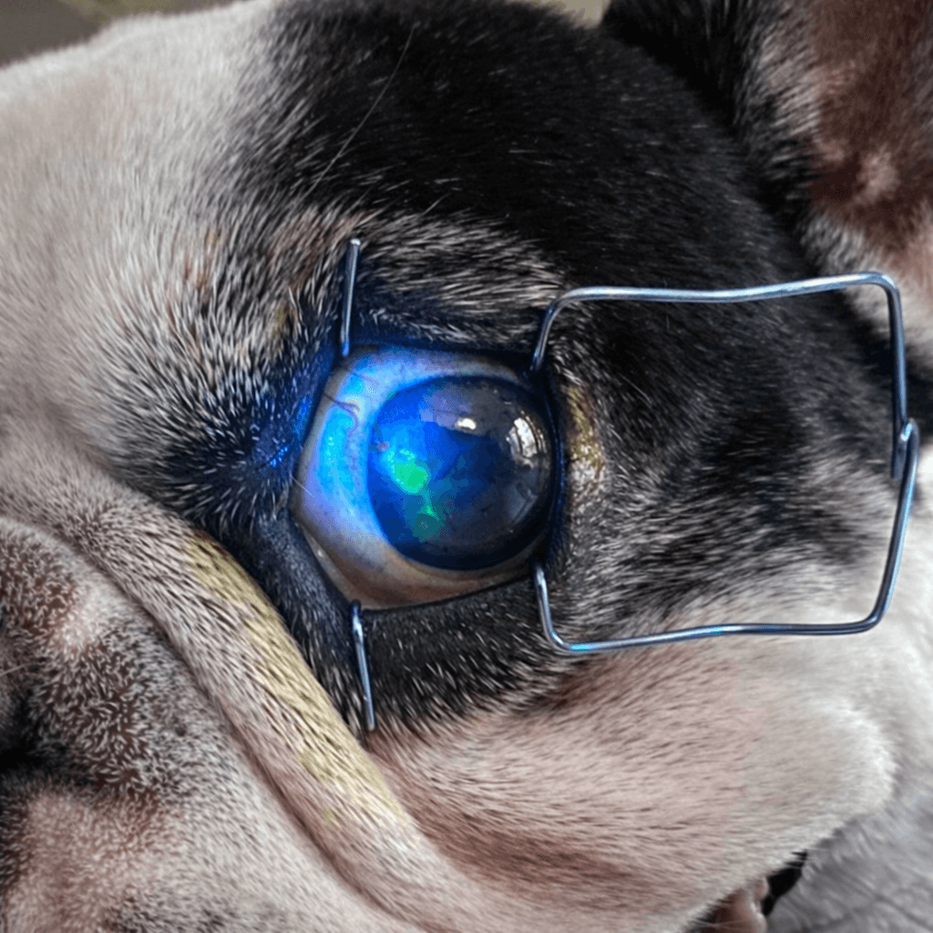 Tinción con fluoresceína previa al fresaje